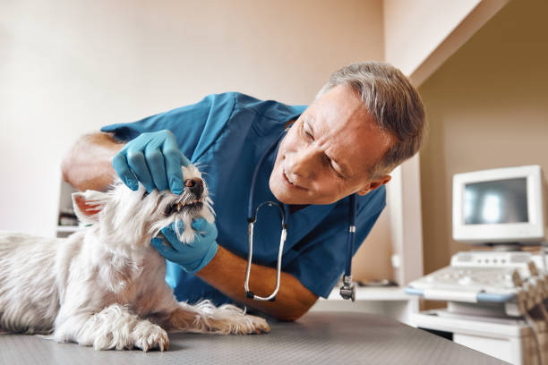Best Emergency Tooth Extraction in Ashland, PA